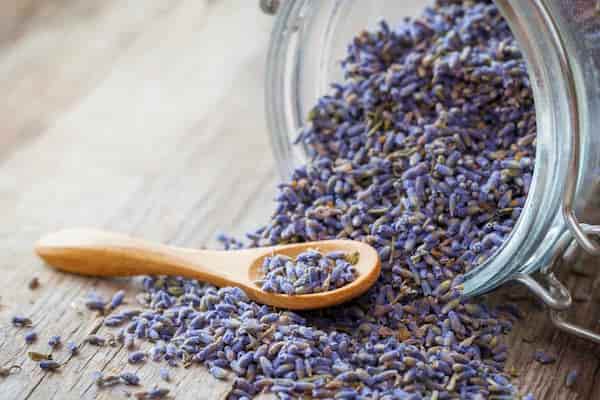 تصویر 2 از خرید و فروش گل گاوزبان اسطوخودوس با شرایط فوق العاده